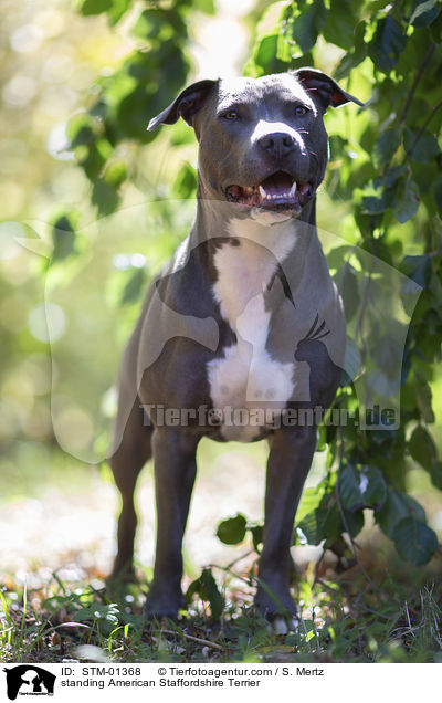 standing American Staffordshire Terrier / STM-01368