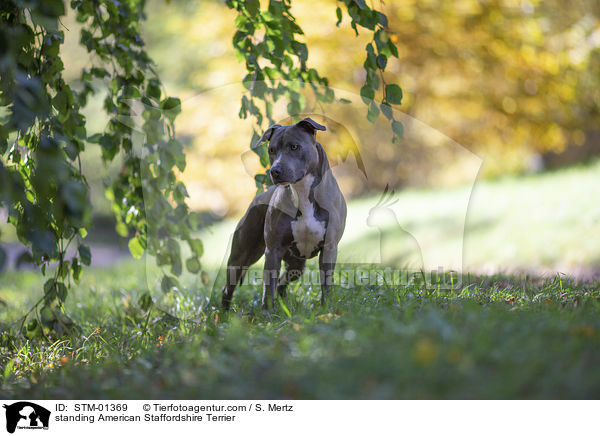 standing American Staffordshire Terrier / STM-01369