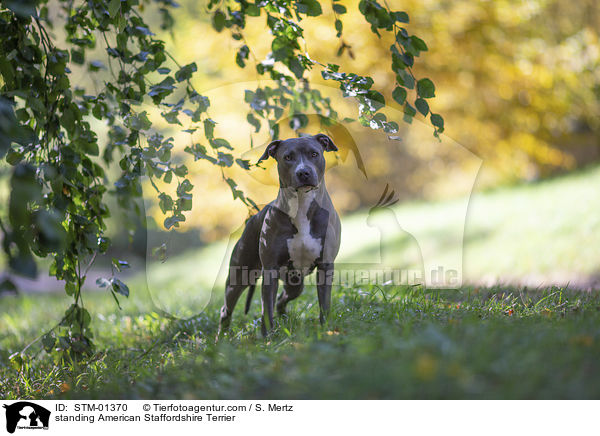 standing American Staffordshire Terrier / STM-01370
