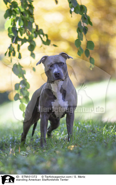 standing American Staffordshire Terrier / STM-01372