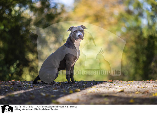 sitting American Staffordshire Terrier / STM-01380