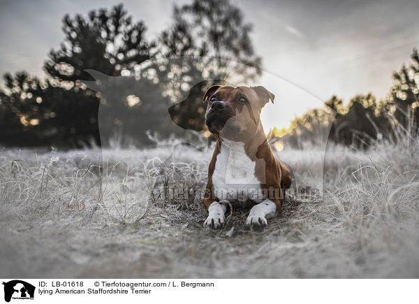 lying American Staffordshire Terrier / LB-01618