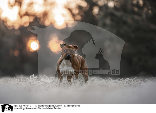 standing American Staffordshire Terrier / LB-01619