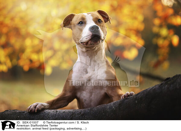 American Staffordshire Terrier / SEK-01007