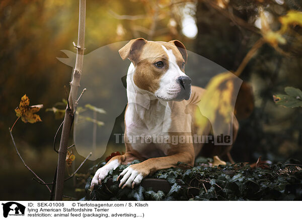 lying American Staffordshire Terrier / SEK-01008