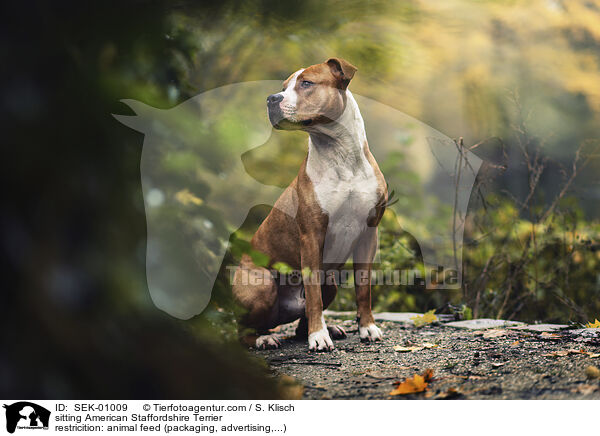 sitting American Staffordshire Terrier / SEK-01009