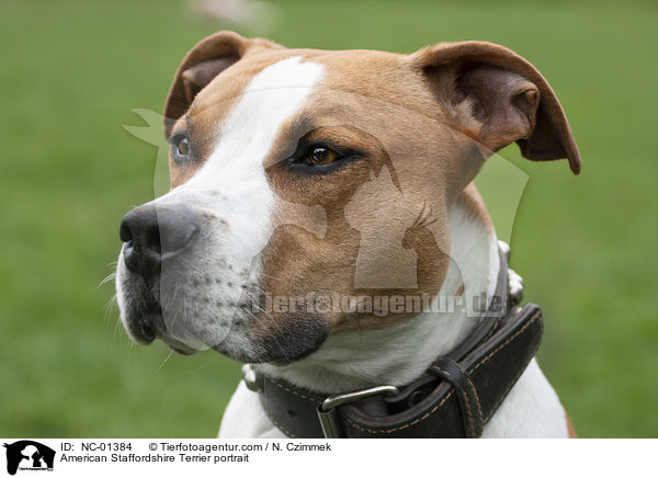 American Staffordshire Terrier portrait / NC-01384