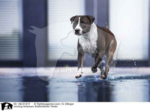 running American Staffordshire Terrier / AE-01217