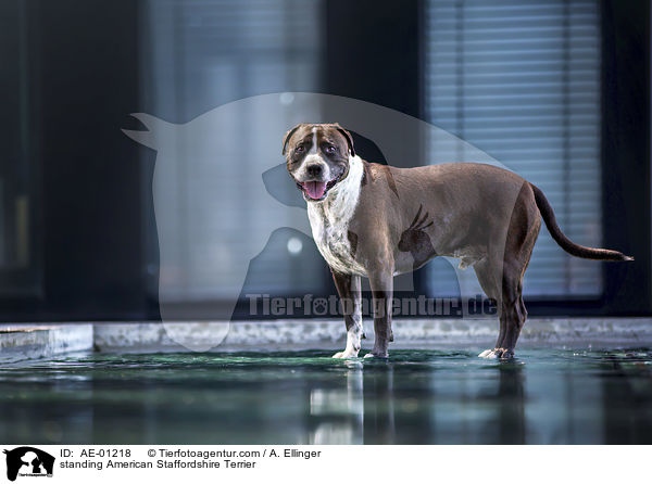 standing American Staffordshire Terrier / AE-01218