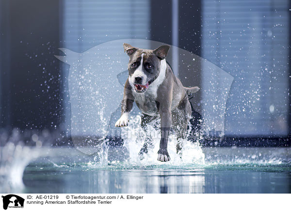 rennender American Staffordshire Terrier / running American Staffordshire Terrier / AE-01219