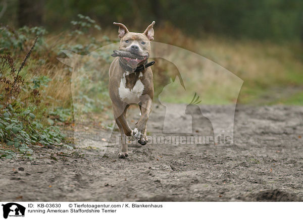 running American Staffordshire Terrier / KB-03630