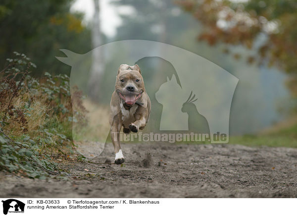 running American Staffordshire Terrier / KB-03633