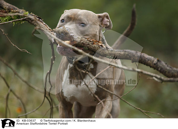 American Staffordshire Terrier Portrait / KB-03637