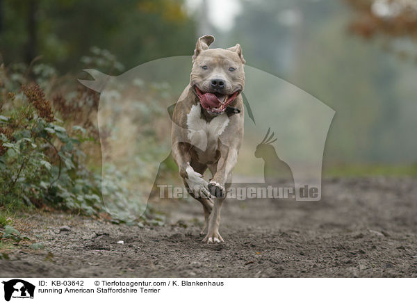 running American Staffordshire Terrier / KB-03642