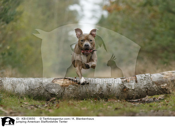 jumping American Staffordshire Terrier / KB-03650