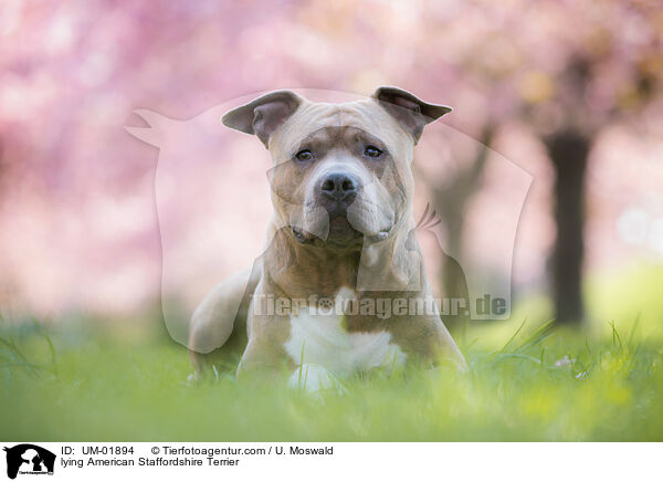 lying American Staffordshire Terrier / UM-01894