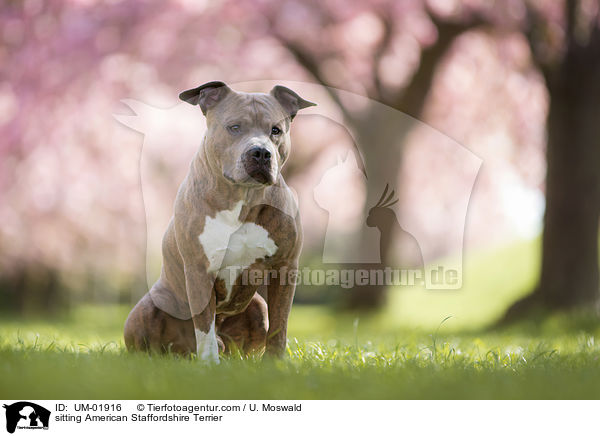 sitting American Staffordshire Terrier / UM-01916