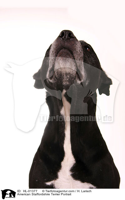 American Staffordshire Terrier Portrait / HL-01377