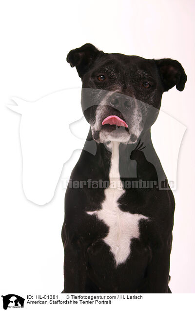 American Staffordshire Terrier Portrait / HL-01381