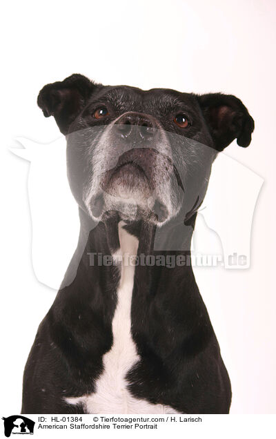 American Staffordshire Terrier Portrait / HL-01384