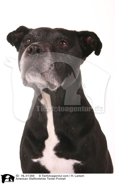 American Staffordshire Terrier Portrait / HL-01388