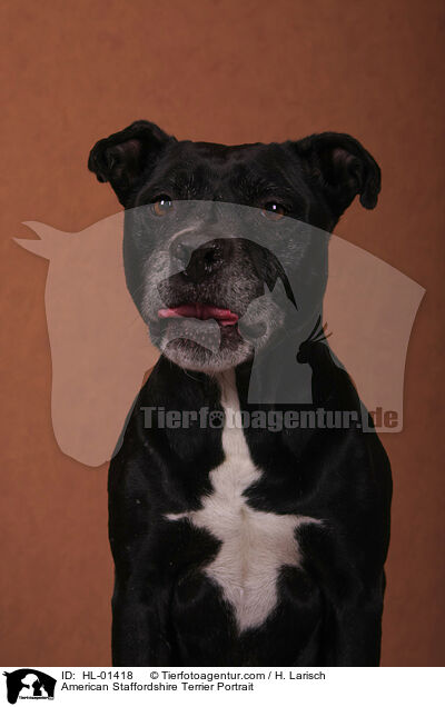 American Staffordshire Terrier Portrait / HL-01418