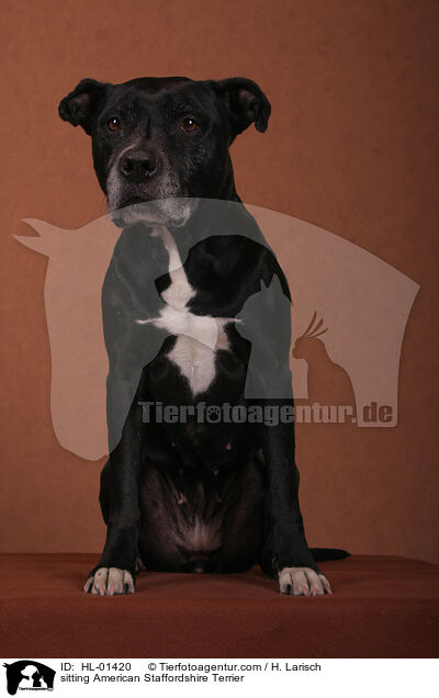 sitting American Staffordshire Terrier / HL-01420