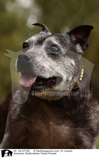 American Staffordshire Terrier Portrait / HL-01794