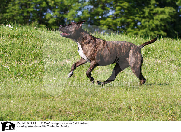 running American Staffordshire Terrier / HL-01811