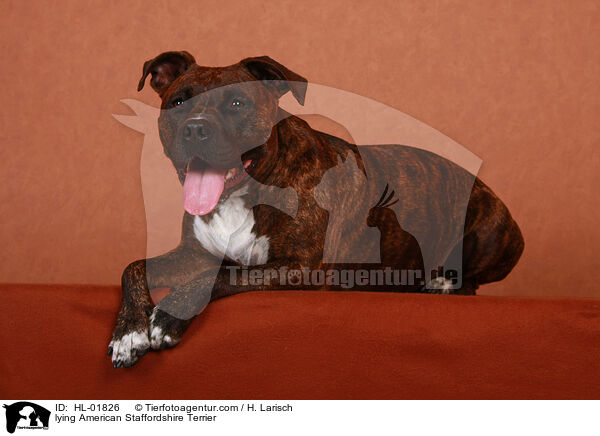 lying American Staffordshire Terrier / HL-01826