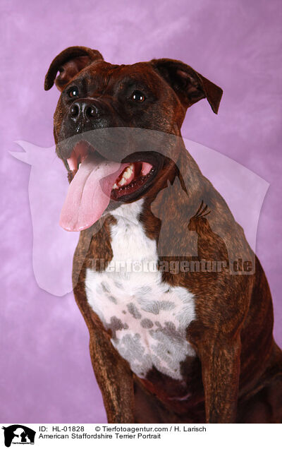 American Staffordshire Terrier Portrait / HL-01828