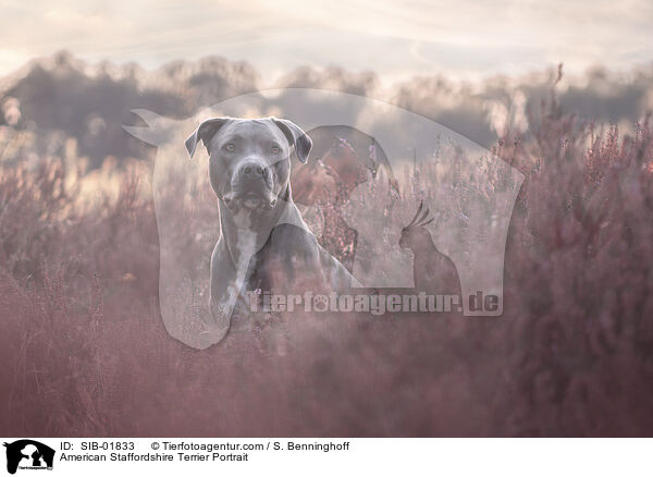 American Staffordshire Terrier Portrait / SIB-01833