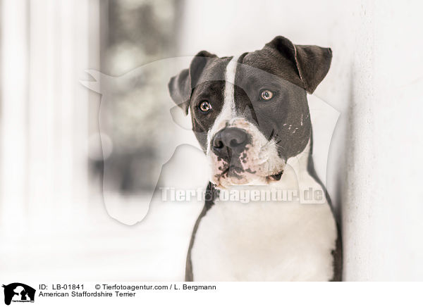 American Staffordshire Terrier / LB-01841