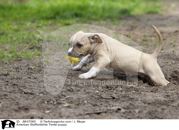 American Staffordshire Terrier Welpe / American Staffordshire Terrier puppy / JM-07060