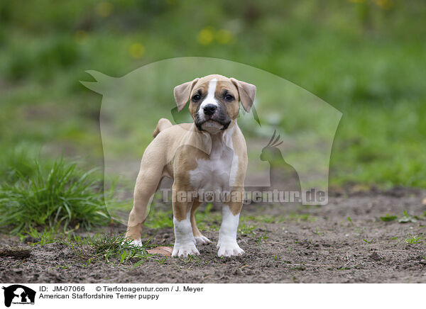 American Staffordshire Terrier Welpe / American Staffordshire Terrier puppy / JM-07066