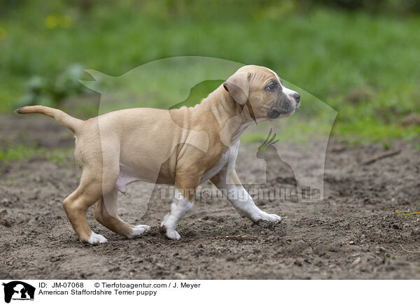 American Staffordshire Terrier Welpe / American Staffordshire Terrier puppy / JM-07068