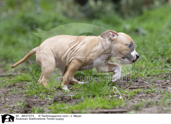 American Staffordshire Terrier Welpe / American Staffordshire Terrier puppy / JM-07074