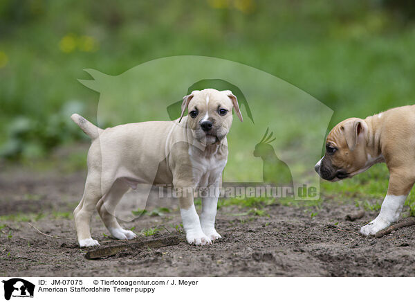 American Staffordshire Terrier Welpe / American Staffordshire Terrier puppy / JM-07075