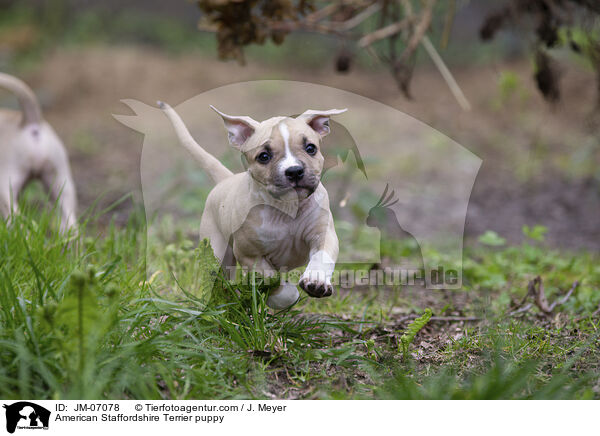 American Staffordshire Terrier Welpe / American Staffordshire Terrier puppy / JM-07078