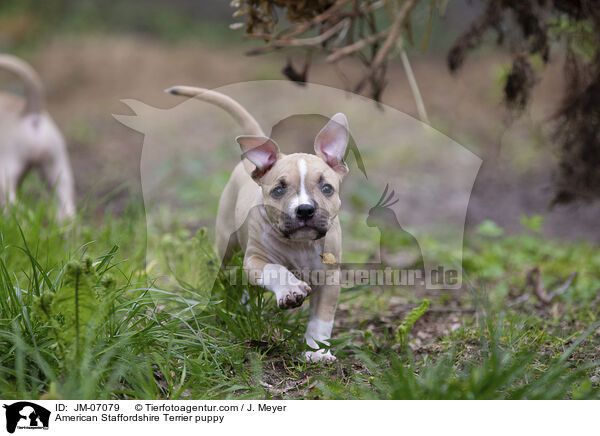 American Staffordshire Terrier Welpe / American Staffordshire Terrier puppy / JM-07079