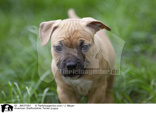 American Staffordshire Terrier Welpe / American Staffordshire Terrier puppy / JM-07081