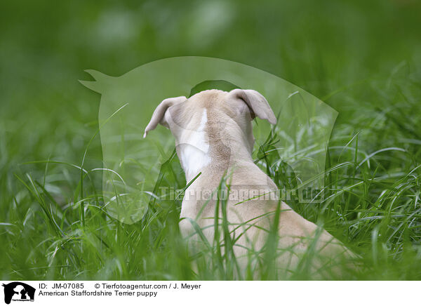 American Staffordshire Terrier Welpe / American Staffordshire Terrier puppy / JM-07085