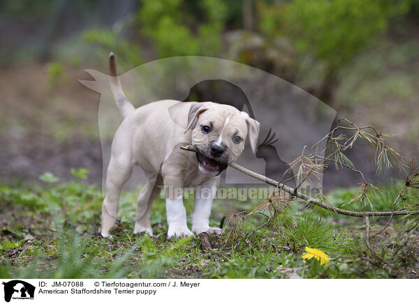 American Staffordshire Terrier Welpe / American Staffordshire Terrier puppy / JM-07088