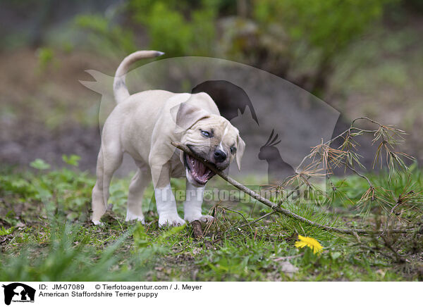 American Staffordshire Terrier Welpe / American Staffordshire Terrier puppy / JM-07089