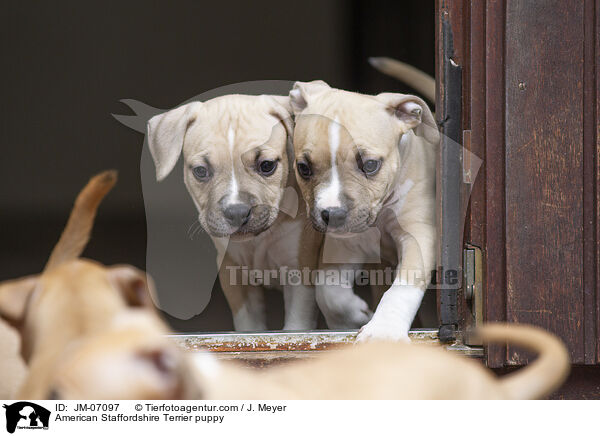 American Staffordshire Terrier Welpe / American Staffordshire Terrier puppy / JM-07097