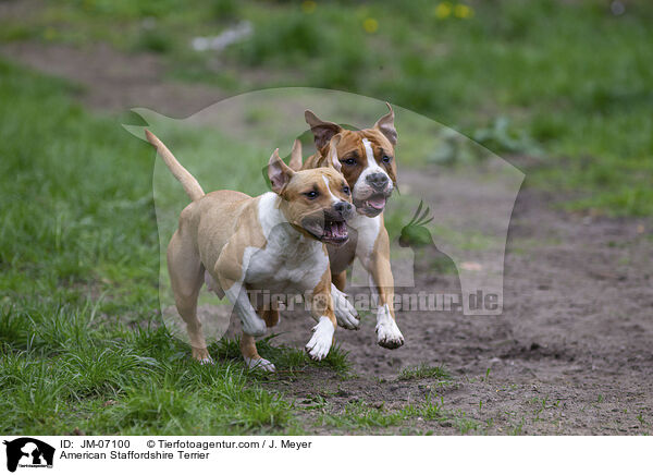 American Staffordshire Terrier / American Staffordshire Terrier / JM-07100