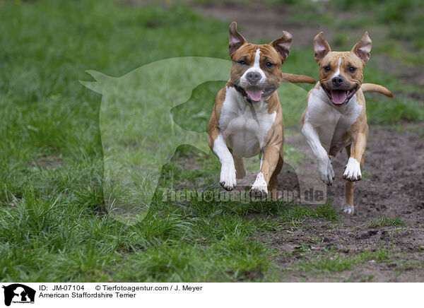 American Staffordshire Terrier / American Staffordshire Terrier / JM-07104