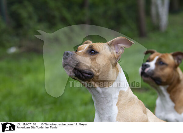 American Staffordshire Terrier / American Staffordshire Terrier / JM-07108