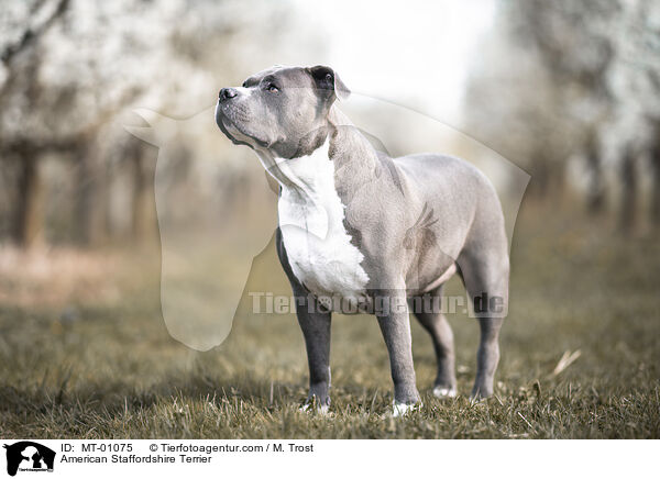 American Staffordshire Terrier / American Staffordshire Terrier / MT-01075