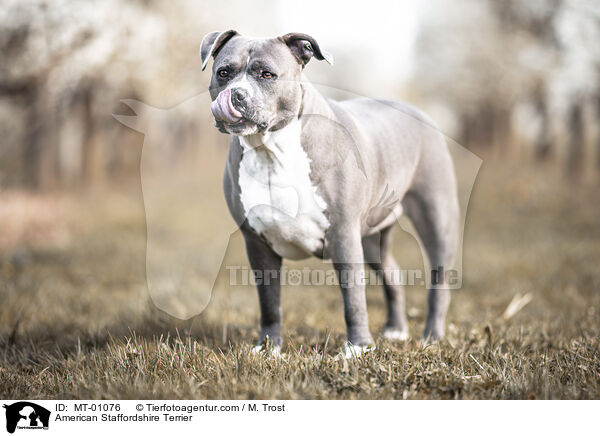 American Staffordshire Terrier / American Staffordshire Terrier / MT-01076